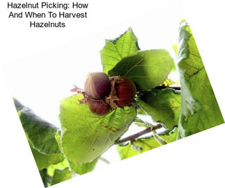 Hazelnut Picking: How And When To Harvest Hazelnuts