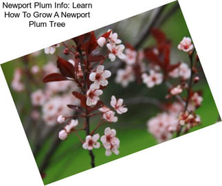 Newport Plum Info: Learn How To Grow A Newport Plum Tree