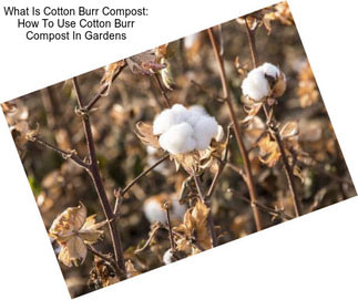 What Is Cotton Burr Compost: How To Use Cotton Burr Compost In Gardens