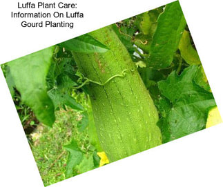 Luffa Plant Care: Information On Luffa Gourd Planting