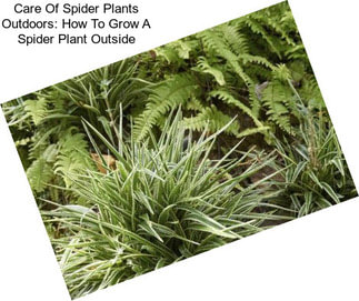 Care Of Spider Plants Outdoors: How To Grow A Spider Plant Outside