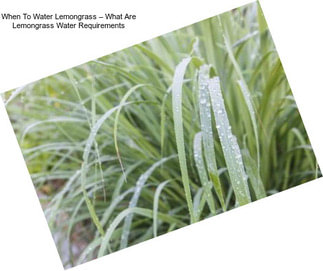 When To Water Lemongrass – What Are Lemongrass Water Requirements