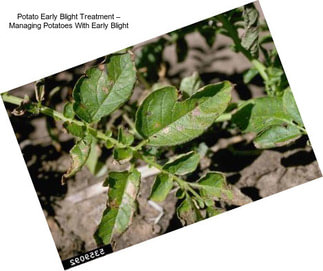 Potato Early Blight Treatment – Managing Potatoes With Early Blight