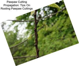 Pawpaw Cutting Propagation: Tips On Rooting Pawpaw Cuttings