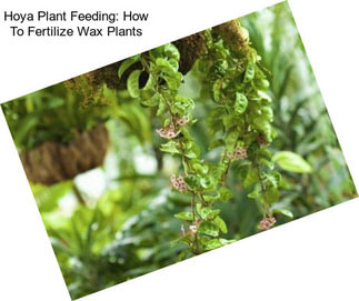 Hoya Plant Feeding: How To Fertilize Wax Plants