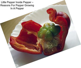 Little Pepper Inside Pepper – Reasons For Pepper Growing In A Pepper