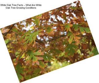 White Oak Tree Facts – What Are White Oak Tree Growing Conditions