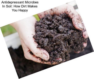 Antidepressant Microbes In Soil: How Dirt Makes You Happy