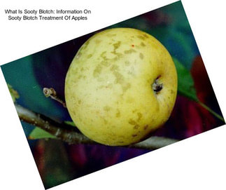 What Is Sooty Blotch: Information On Sooty Blotch Treatment Of Apples