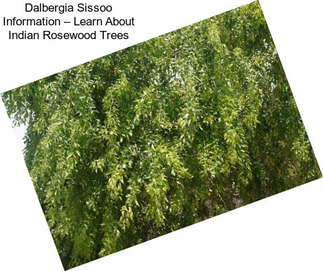Dalbergia Sissoo Information – Learn About Indian Rosewood Trees