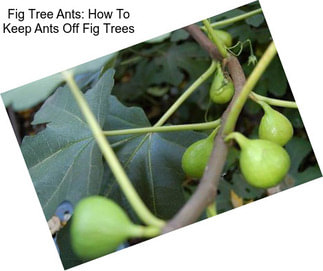 Fig Tree Ants: How To Keep Ants Off Fig Trees