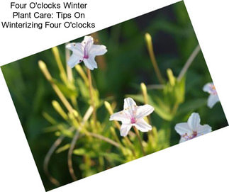 Four O\'clocks Winter Plant Care: Tips On Winterizing Four O\'clocks