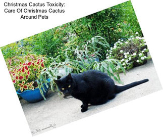 Christmas Cactus Toxicity: Care Of Christmas Cactus Around Pets
