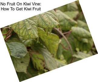 No Fruit On Kiwi Vine: How To Get Kiwi Fruit