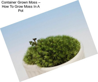 Container Grown Moss – How To Grow Moss In A Pot