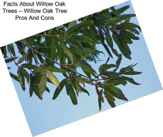 Facts About Willow Oak Trees – Willow Oak Tree Pros And Cons