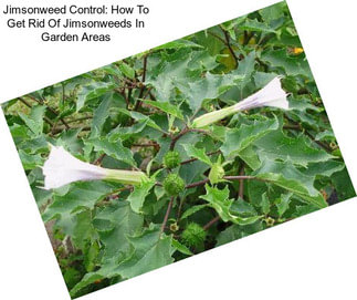 Jimsonweed Control: How To Get Rid Of Jimsonweeds In Garden Areas