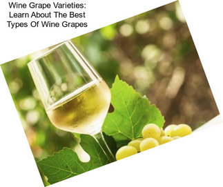 Wine Grape Varieties: Learn About The Best Types Of Wine Grapes