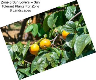 Zone 8 Sun Lovers – Sun Tolerant Plants For Zone 8 Landscapes