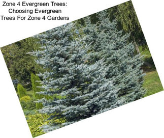 Zone 4 Evergreen Trees: Choosing Evergreen Trees For Zone 4 Gardens