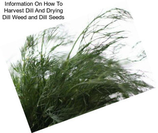 Information On How To Harvest Dill And Drying Dill Weed and Dill Seeds