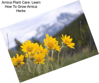 Arnica Plant Care: Learn How To Grow Arnica Herbs