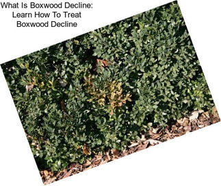 What Is Boxwood Decline: Learn How To Treat Boxwood Decline