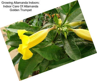 Growing Allamanda Indoors: Indoor Care Of Allamanda Golden Trumpet