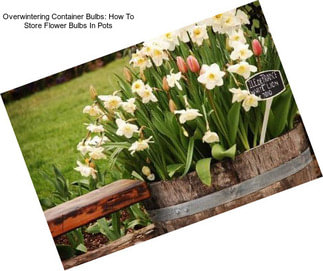 Overwintering Container Bulbs: How To Store Flower Bulbs In Pots