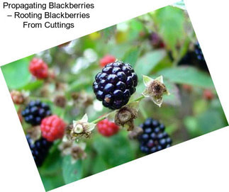 Propagating Blackberries – Rooting Blackberries From Cuttings