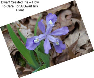 Dwarf Crested Iris – How To Care For A Dwarf Iris Plant