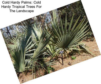 Cold Hardy Palms: Cold Hardy Tropical Trees For The Landscape