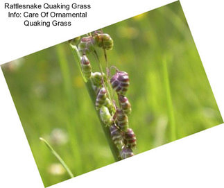 Rattlesnake Quaking Grass Info: Care Of Ornamental Quaking Grass