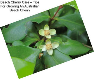 Beach Cherry Care – Tips For Growing An Australian Beach Cherry