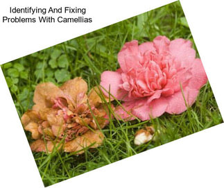 Identifying And Fixing Problems With Camellias