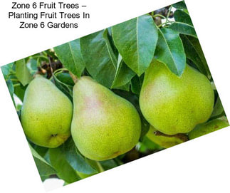 Zone 6 Fruit Trees – Planting Fruit Trees In Zone 6 Gardens