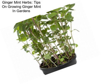 Ginger Mint Herbs: Tips On Growing Ginger Mint In Gardens