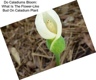 Do Caladiums Bloom: What Is The Flower-Like Bud On Caladium Plant