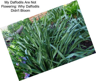 My Daffodils Are Not Flowering: Why Daffodils Didn\'t Bloom