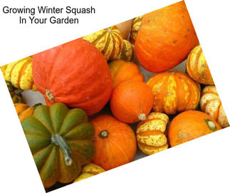Growing Winter Squash In Your Garden