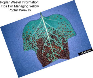 Poplar Weevil Information: Tips For Managing Yellow Poplar Weevils