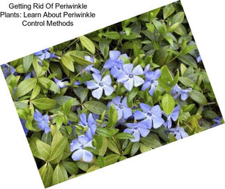 Getting Rid Of Periwinkle Plants: Learn About Periwinkle Control Methods