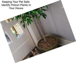 Keeping Your Pet Safe: Identify Poison Plants In Your House