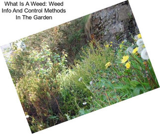 What Is A Weed: Weed Info And Control Methods In The Garden
