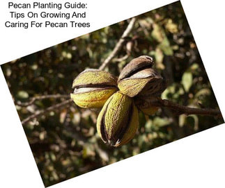 Pecan Planting Guide: Tips On Growing And Caring For Pecan Trees