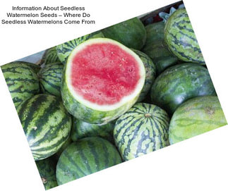 Information About Seedless Watermelon Seeds – Where Do Seedless Watermelons Come From