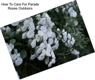 How To Care For Parade Roses Outdoors