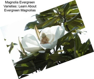 Magnolia Evergreen Varieties: Learn About Evergreen Magnolias