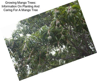 Growing Mango Trees: Information On Planting And Caring For A Mango Tree