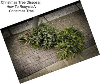 Christmas Tree Disposal: How To Recycle A Christmas Tree